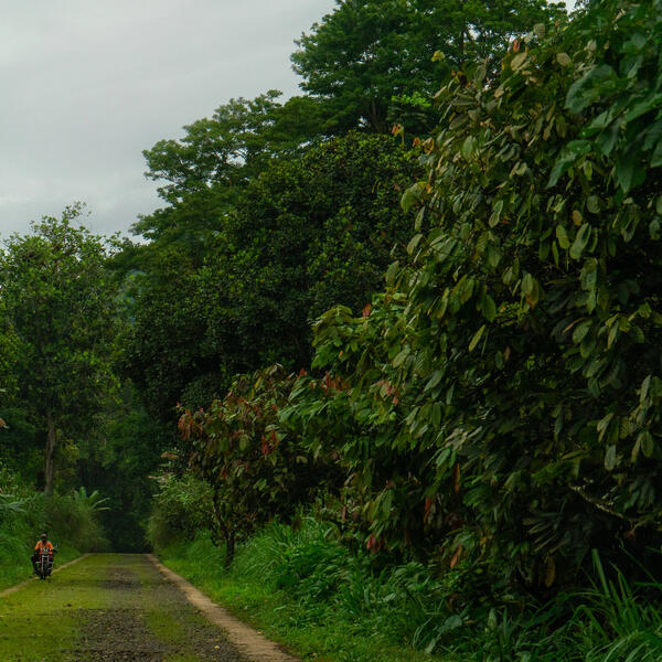 Gustavo Costa – Entropies And Mimetic Patterns